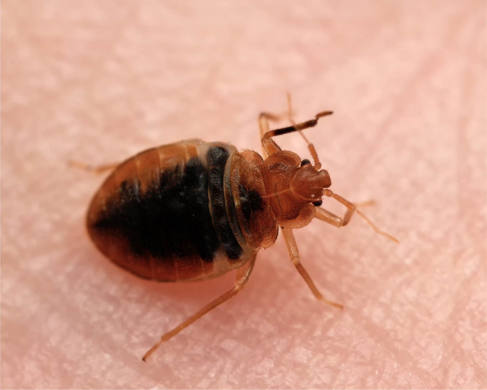 Identify Bed Bugs in Boynton Beach, FL